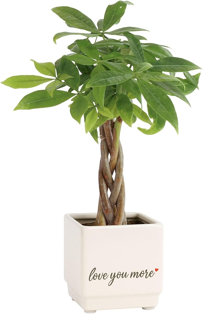 Costa Farms Money Tree Live Plant in Decorative Pot, Air Purifying Indoor Houseplant, Perfect for Home, Room, or Office Decor, Great House Warming or Birthday Gift, 8-10 Inches Tall