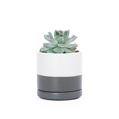 D'vine Dev 3.5 Inch Ceramic Planter Pot with Drainage Hole and Saucer, Indoor Cylinder Round Planter Pot, White/Speckled Grey, 94-O-A-6