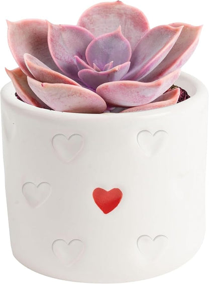 Costa Farms Succulent Plant, Live Indoor Plant Mini Succulent in Cute Decor Plant Pot, Potting Soil Mix, Grower's Choice, Room Decor, Housewarming Gift, 2-Inches Tall