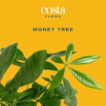 Costa Farms Money Tree Live Plant in Decorative Pot, Air Purifying, Large Indoor Houseplant, Perfect for Home, Room, or Office Decor, Great House Warming or Birthday Gift, 3-4 Feet Tall