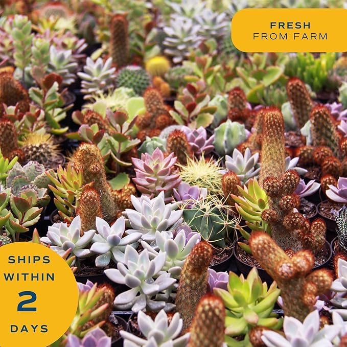 Costa Farms Succulent Plant, Live Indoor Plant Mini Succulent in Cute Decor Plant Pot, Potting Soil Mix, Grower's Choice, Room Decor, Housewarming Gift, 2-Inches Tall
