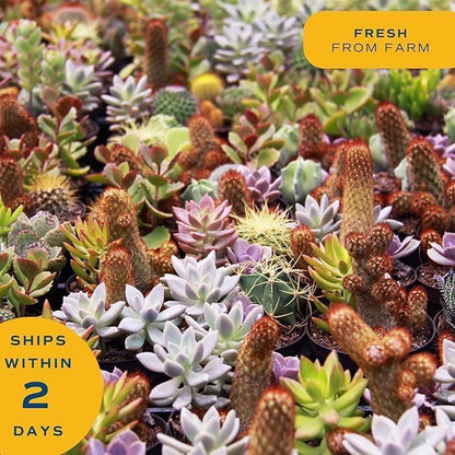Costa Farms Succulent Plant, Live Indoor Plant Mini Succulent in Cute Decor Plant Pot, Potting Soil Mix, Grower's Choice, Room Decor, Housewarming Gift, 2-Inches Tall