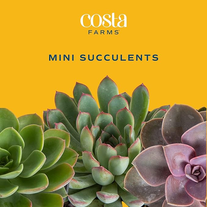 Costa Farms Succulent Plant, Live Indoor Mini Succulent Plant in Hanging Basket Succulents Plant Pot, Potting Soil Mix, Grower's Choice, Easy Grow Houseplant, Home and Room Decor, 2-Inches Tall