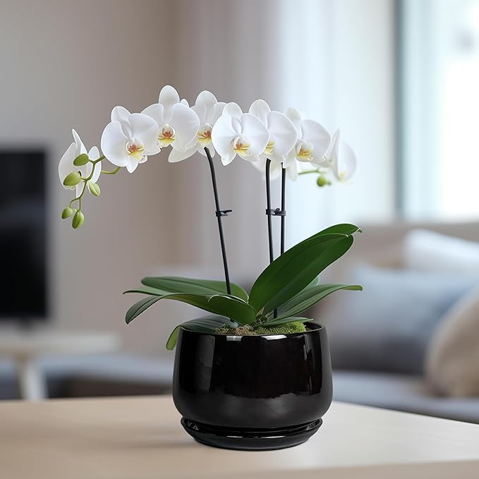 G EPGardening 6 Inch Planter - Ceramic Pot for Plants, Ceramic Planter with Drainage and Saucer, Round Flower Pot Indoor Outdoor, Modern Room Decor, Home Gifts, Black