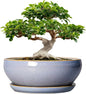 SQOWL 12 Inch Bonsai Pots - Shallow Ceramic Planter for Indoor Plants Outdoor, Large Succulent Pots with Drainage Hole and Saucer, Round Planter Bowl, Porch Decor, Gifts for Plant Lover, Blue