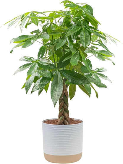 Costa Farms Money Tree Live Plant in Decorative Pot, Air Purifying, Large Indoor Houseplant, Perfect for Home, Room, or Office Decor, Great House Warming or Birthday Gift, 3-4 Feet Tall