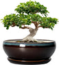 SQOWL Bonsai Planter 12 Inch - Ceramic Succulent Pots Large, Round Shallow Plant Pots Indoor with Drainage Hole and Saucer, Bowl Planter Outdoor for Flower, Room Decor, Housewarming Gifts, Blue-Brown