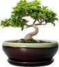 SQOWL Bonsai Pots 8 Inch - Ceramic Succulent Planters with Drainage Hole and Tray, Round Shallow Planter for Indoor Plants, Ceramic Planter Bowl Outdoor, Living Room Decor, Garden Gift, Green-Brown