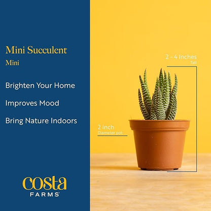 Costa Farms Succulent Plant, Live Indoor Plant Mini Succulent in Cute Decor Plant Pot, Potting Soil Mix, Grower's Choice, Room Decor, Housewarming Gift, 2-Inches Tall