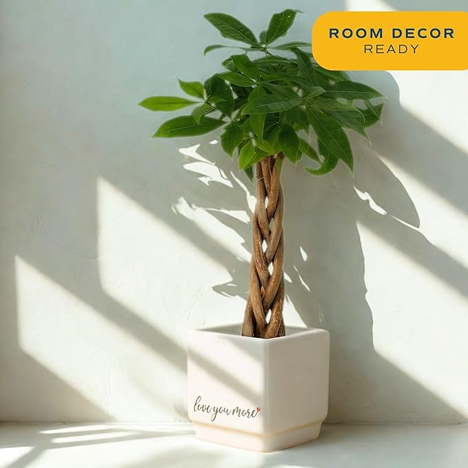 Costa Farms Money Tree Live Plant in Decorative Pot, Air Purifying Indoor Houseplant, Perfect for Home, Room, or Office Decor, Great House Warming or Birthday Gift, 8-10 Inches Tall