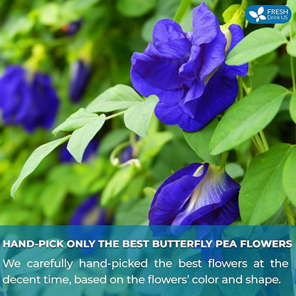 FreshDrinkUS, Premium 55 Tea Bags Blue Butterfly Pea Flowers, 100% Natural and Pure from Butterfly Pea Flowers, Made With Natural Material Tea Bag, No Sugar, No Caffeine, No Gluten, Vegan