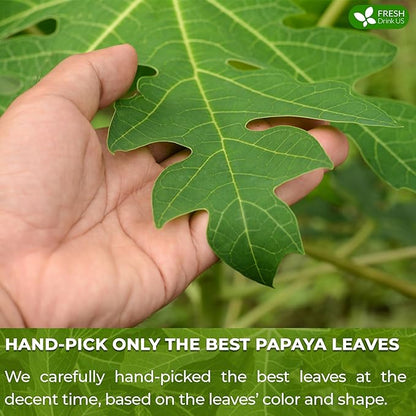 FreshDrinkUS, Premium 25 Papaya Leaf Tea Bags, 100% Natural & Pure from Papaya Leaves. Loose Leaf Herbal Tea. Made with Natural Material Tea Bags. No Sugar, No Caffeine, No Gluten, Vegan.