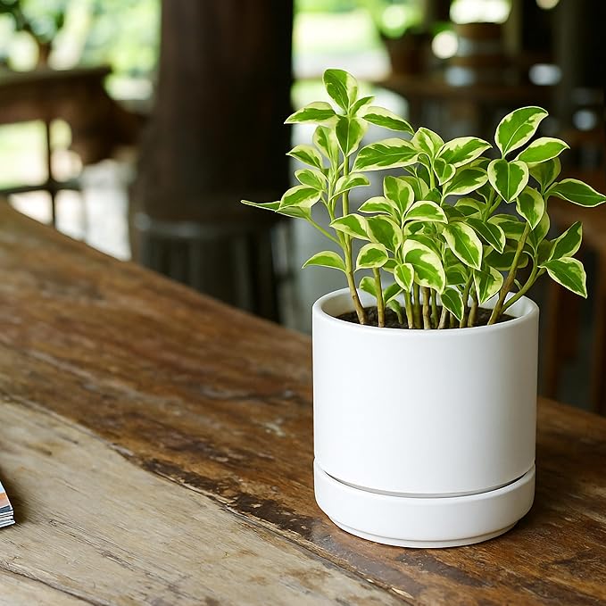 D'vine Dev 4.7 Inch Ceramic Planter Pot with Drainage Hole and Saucer, Indoor Cylinder Round Planter Pot, White, 94-O-B-1