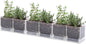 D'vine Dev 4 Inch Herb Planter Pot, Plastic Planter with Drainage Holes and Saucer, Modern Decorative Gardening Pot for Indoor Plants, Flowers, Herbs, Succulents, Clear, Set of 6, 76-Y-D-6