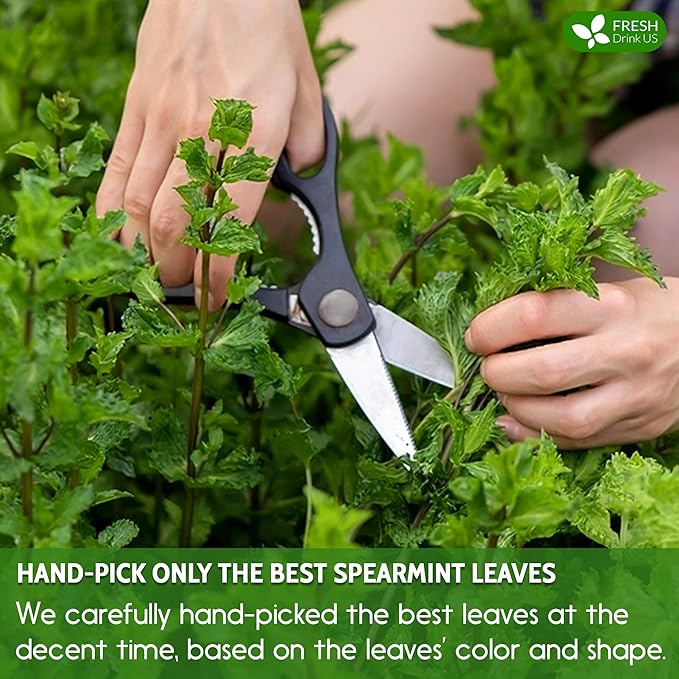 FreshDrinkUS, Premium 45 Spearmint Tea Bags, 100% Natural Spearmint Leaves. Loose Leaf Spearmint Herbal Tea. Spearmint Leaf Tea. No Sugar, No Caffeine, No Gluten, Vegan.