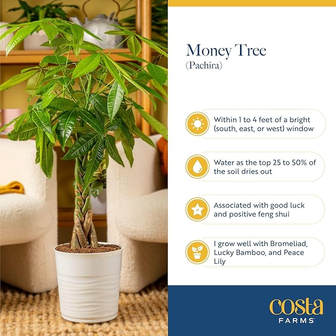 Costa Farms Money Tree Live Plant in Decorative Pot, Air Purifying, Large Indoor Houseplant, Perfect for Home, Room, or Office Decor, Great House Warming or Birthday Gift, 3-4 Feet Tall